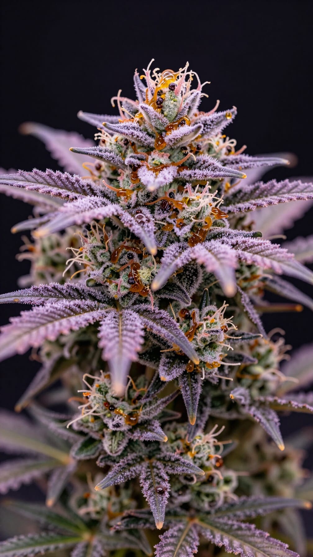 Breeding Program Flower